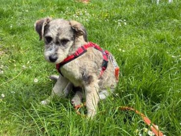 Lacy - kleines Goldstück sucht Zuhause