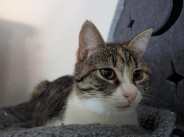 Kätzin Agnes