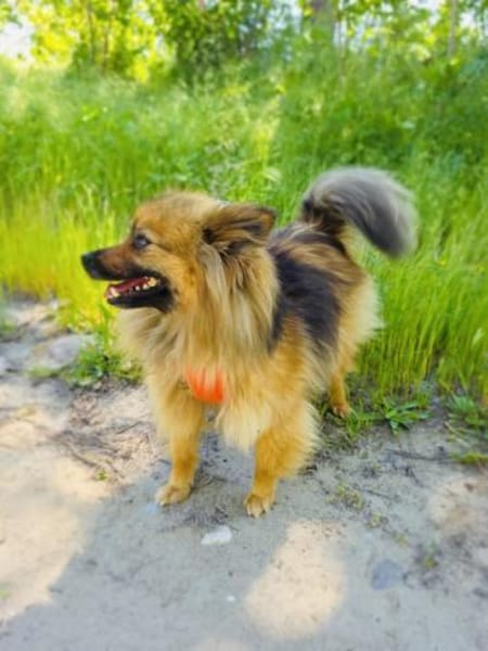 Raya ein Zwergspitz Mix Mädchen
