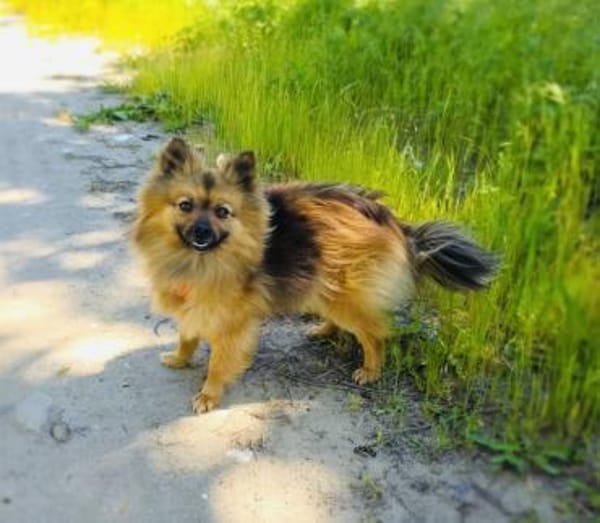 Raya ein Zwergspitz Mix Mädchen
