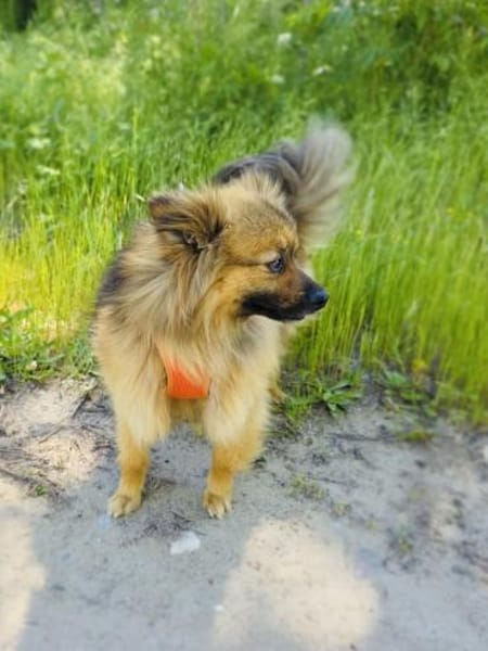 Raya ein Zwergspitz Mix Mädchen