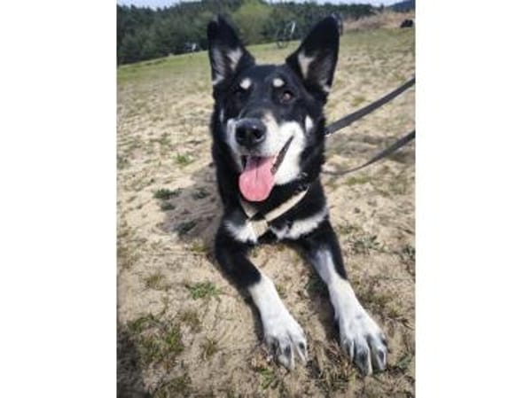 Aiko - wartet in 83052 Bruckmühl