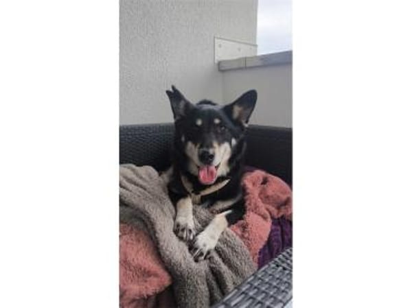 Aiko - wartet in 83052 Bruckmühl