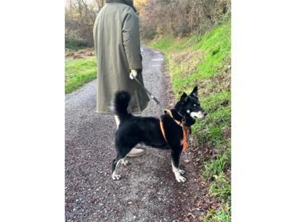 Aiko - wartet in 83052 Bruckmühl