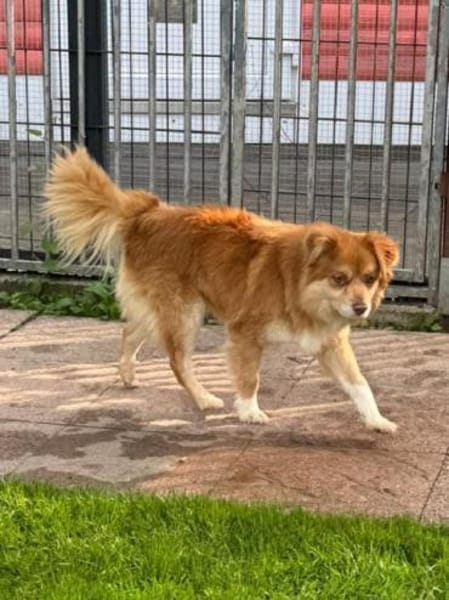 BENNY-hübscher, rot-brauner Rüde
