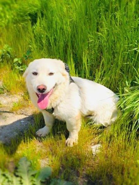 Didko ein lieber Familienhund