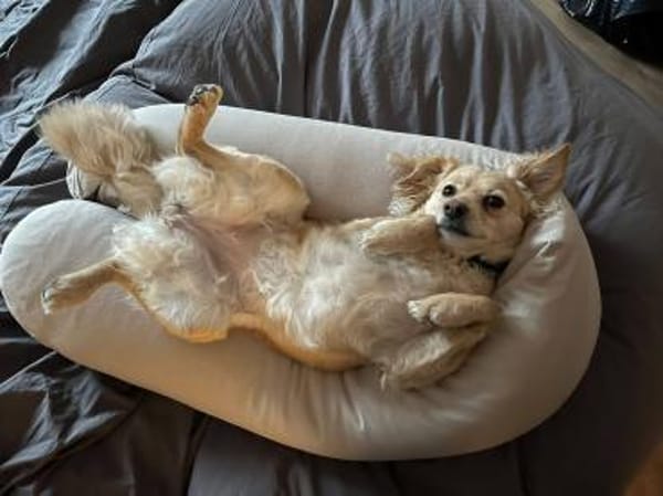 Maja sucht ein neues Zuhause