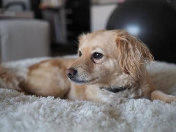 Maja sucht ein neues Zuhause