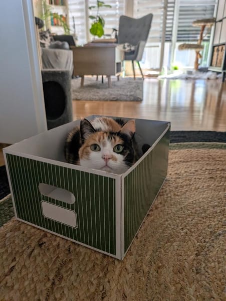 Liebes Katzenmädel Roma (ALO) Stuttgart