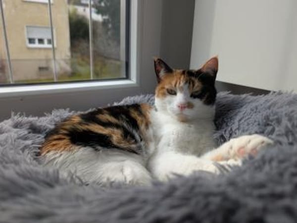 Liebes Katzenmädel Roma (ALO) Stuttgart