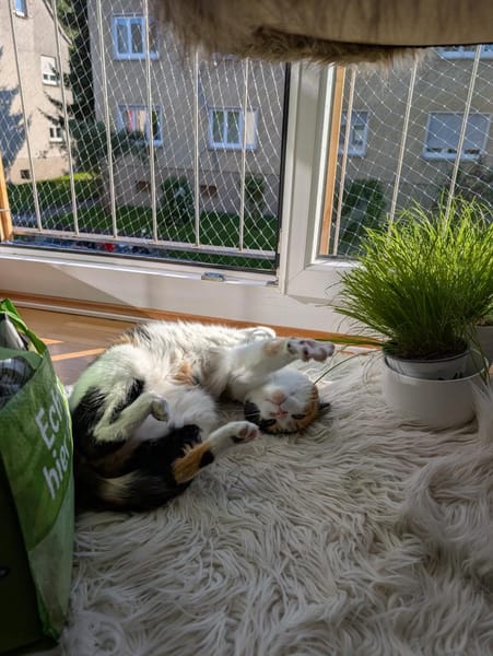 Liebes Katzenmädel Roma (ALO) Stuttgart