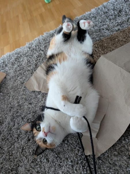 Liebes Katzenmädel Roma (ALO) Stuttgart