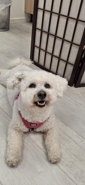 Der kleine Lucky sucht sein Glück