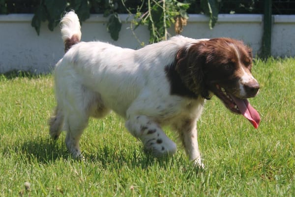Myrtille