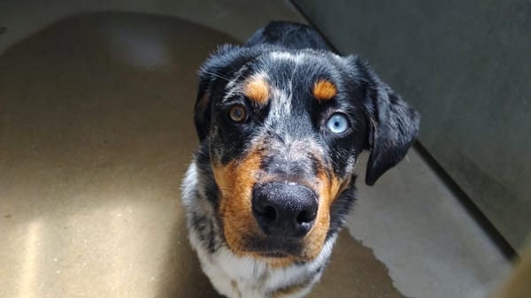 PACO