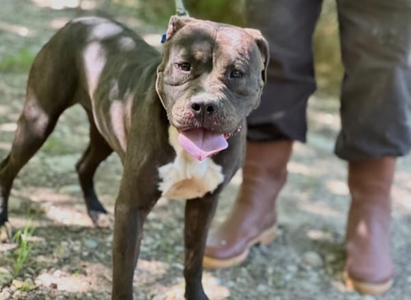 Rosalia