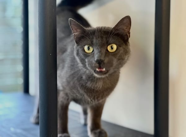 JIJI