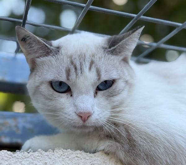 Basile (En cours d'adoption)