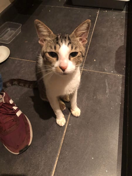 SMOKY jeune chat