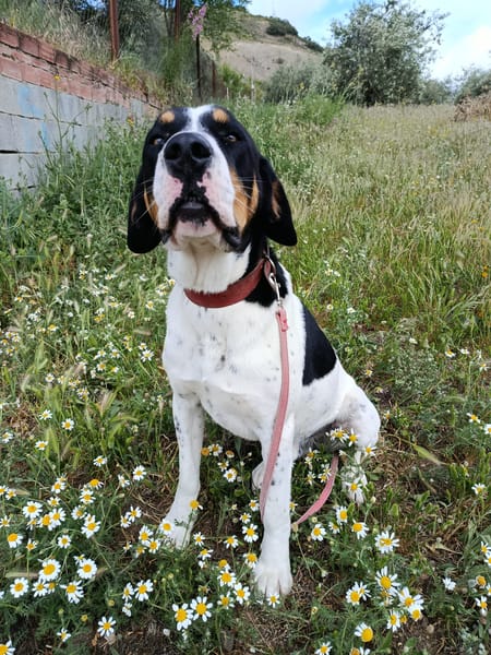 GARY (union animal)