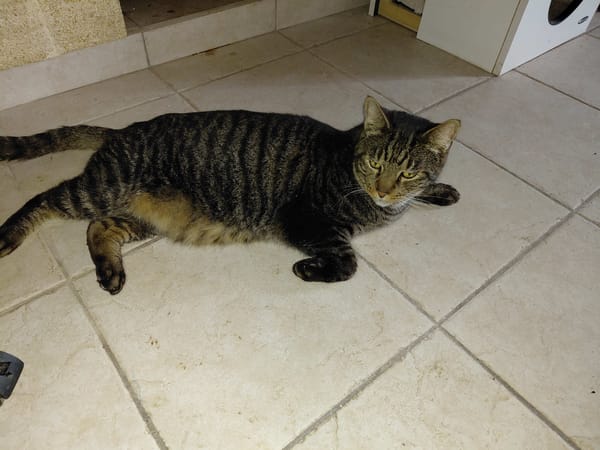 GRISOU croisé maine coon