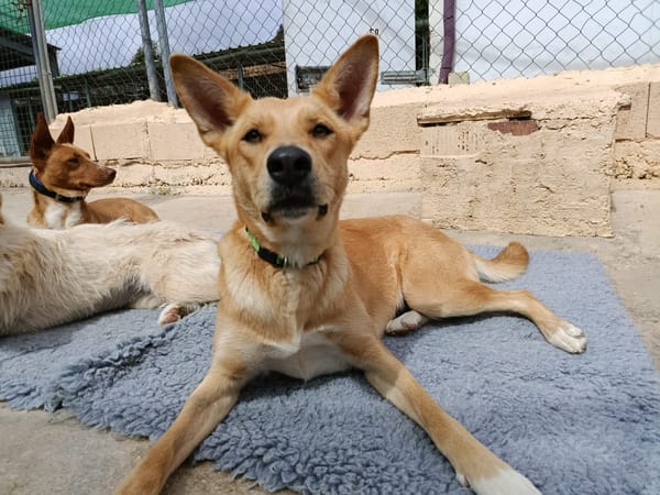 MAYA (union animal)