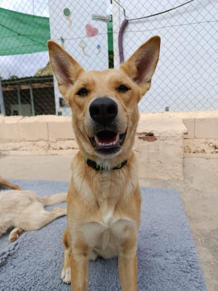 MAYA (union animal)