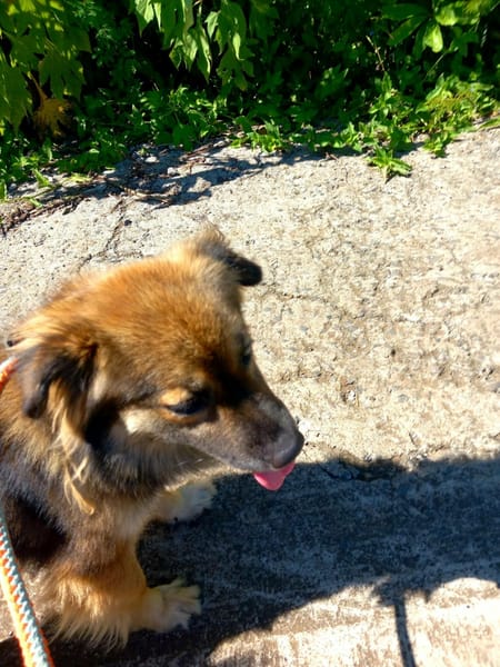 Bingo chien réunion