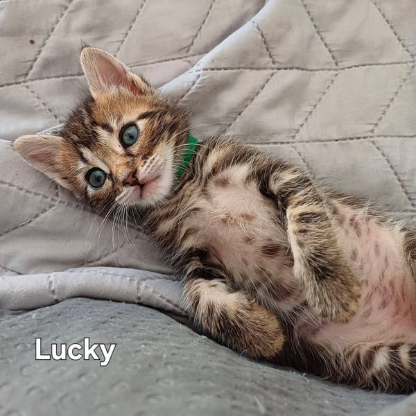Capucine, Lucky, Marley
