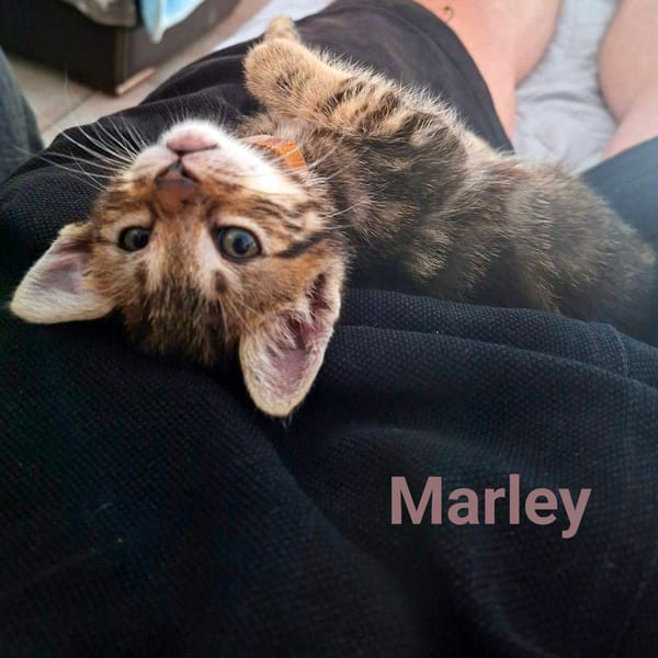 Capucine, Lucky, Marley
