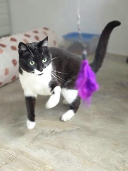 Süßer, älterer Kater Felix