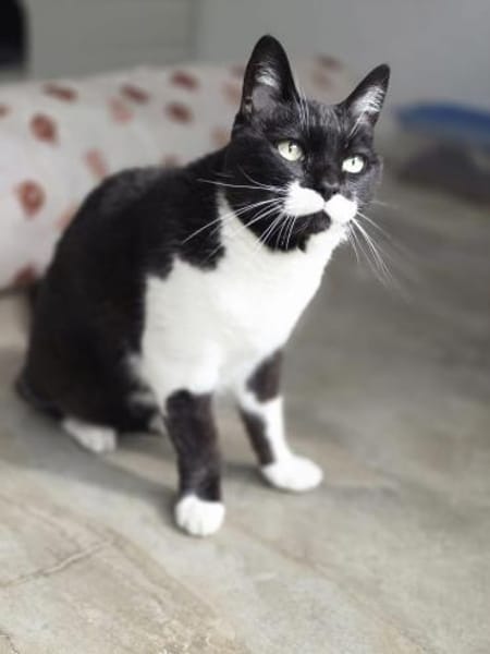 Süßer, älterer Kater Felix