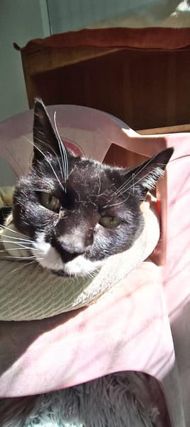 Süßer, älterer Kater Felix