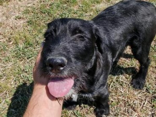 Liebenswerter Blacky sucht euch