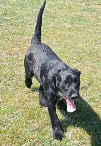 Liebenswerter Blacky sucht euch