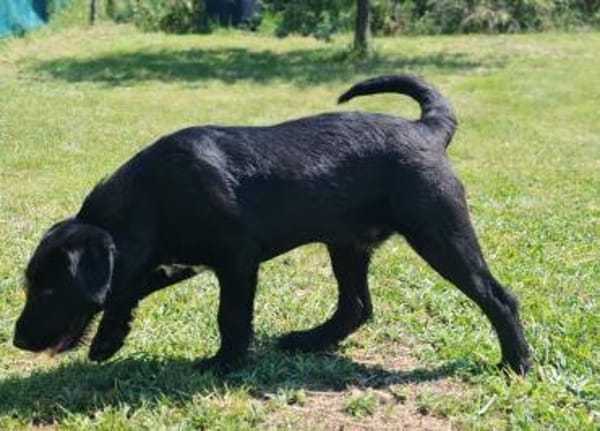 Liebenswerter Blacky sucht euch