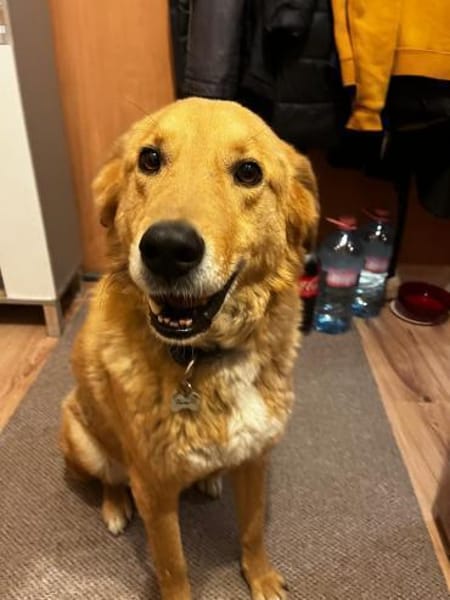 Rüde Charly sucht ein Zuhause