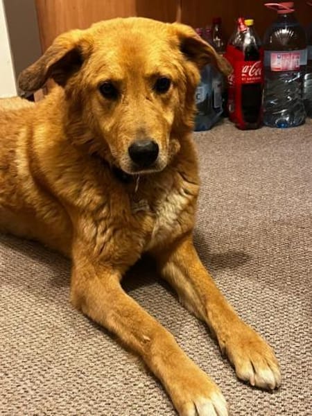 Rüde Charly sucht ein Zuhause