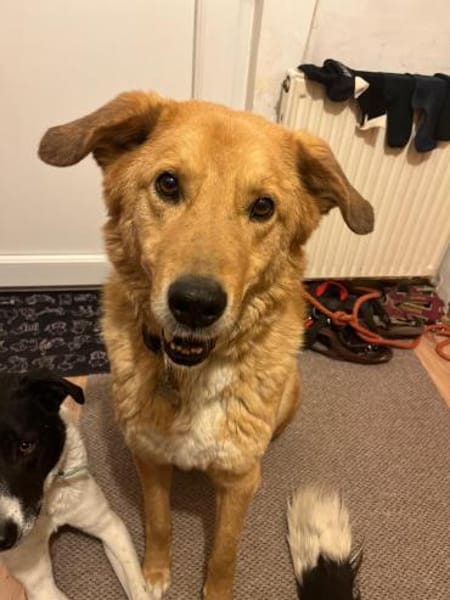 Rüde Charly sucht ein Zuhause
