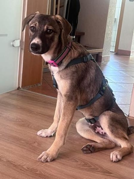 Arco - Ein besonderer Hundejunge...