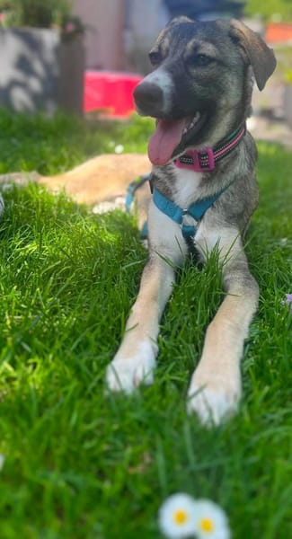 Arco - Ein besonderer Hundejunge...