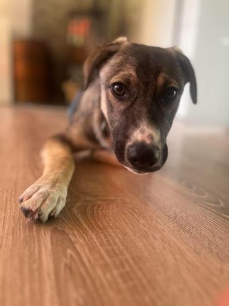 Arco - Ein besonderer Hundejunge...