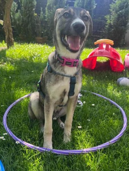 Arco - Ein besonderer Hundejunge...