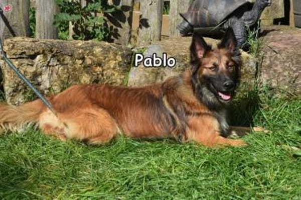 PAPLO