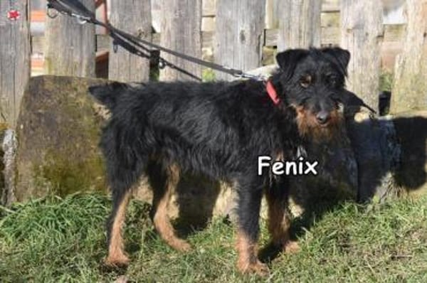 FENIX