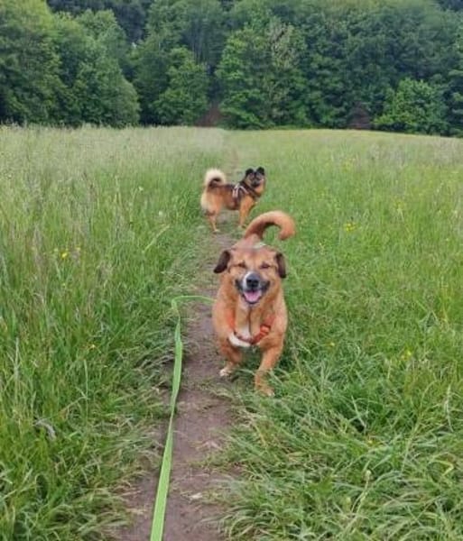 Rudi: Kurzbeinig, charmant und....