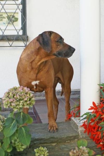 Don sucht ein Zuhause