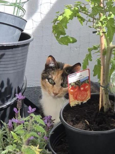 Aria & Cleo  sensibles Katzenpaar sucht