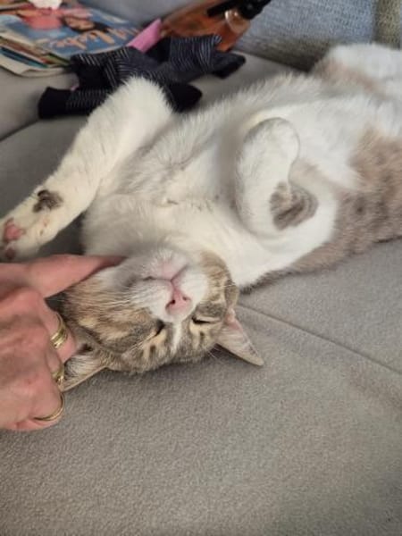 Aria & Cleo  sensibles Katzenpaar sucht