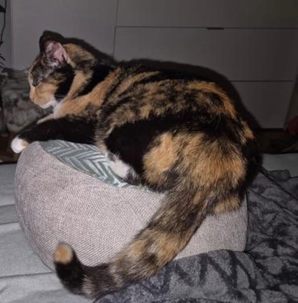 Aria & Cleo  sensibles Katzenpaar sucht